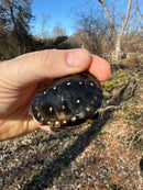 Spotted Turtle 2023 Female