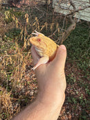 Albino Chinese Bullfrog Adults (Hoplobatrachus rugulosus)