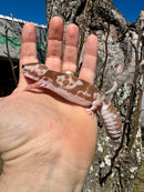 White Out Oreo Zulu African Fat Tailed Gecko Adult Female