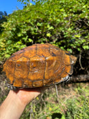 Keeled Box Turtle Adult Female