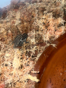 Oak Toad Adults (Anaxyrus quercicus)