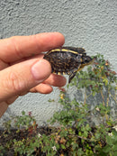 HI YELLOW Florida Box Turtle