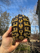Eastern Hermann's Tortoise Adult Female