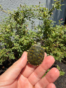 Florida Red Bellied Turtle X Peacock Slider
