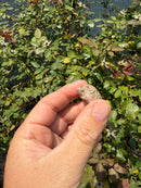 Albino Florida Snapping Turtle 2026