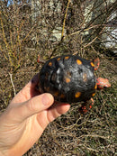 Brazilian Cherryhead Tortoise 2024