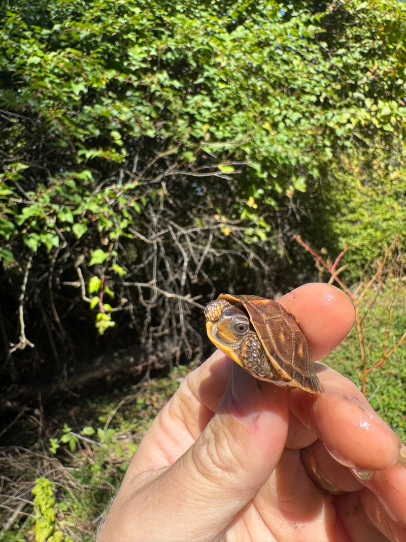 Hi Color Orange Baby Eastern Box Turtle