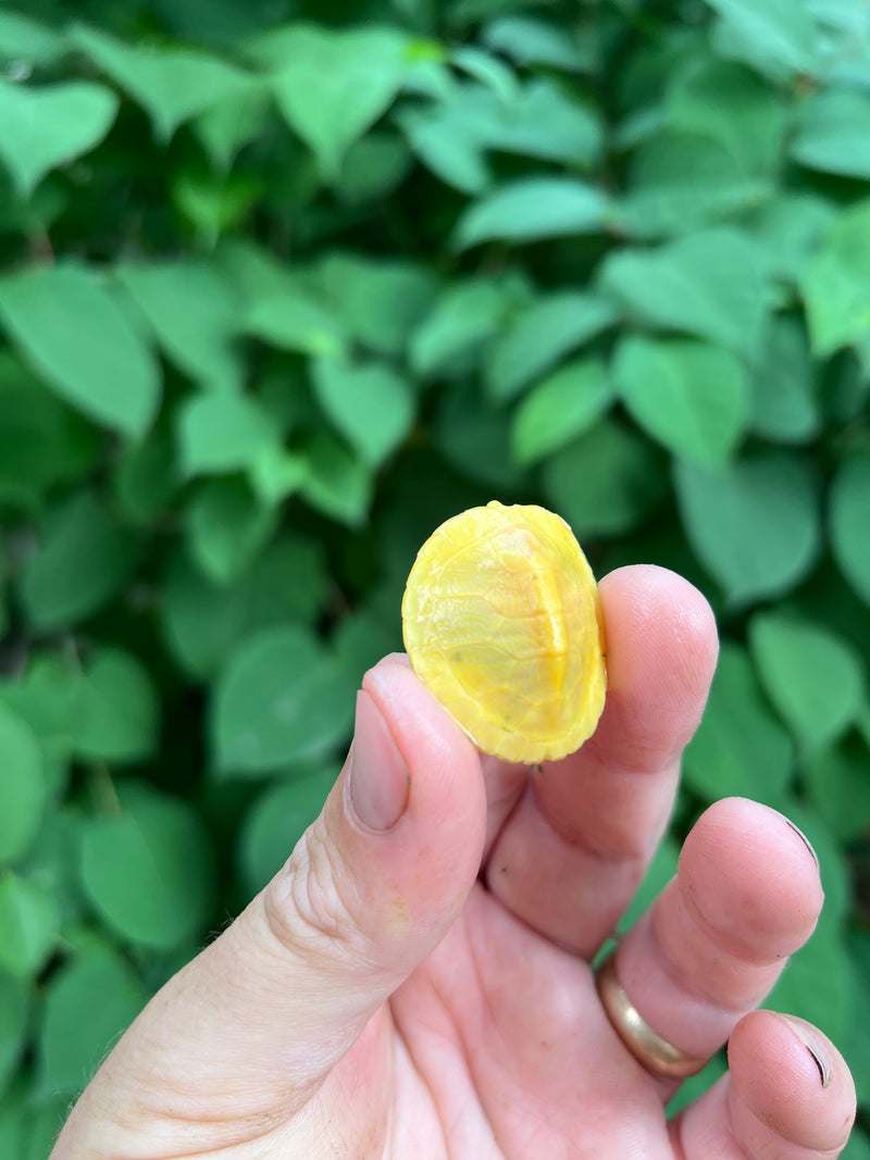 Paradox Albino Red Eared Slider Turtle  2024