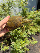 Sicilian Pond Turtle Adult Pair