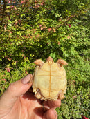 Albino African Spurred Tortoise Baby 2025