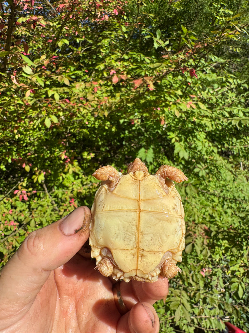 Albino African Spurred Tortoise Baby 2025