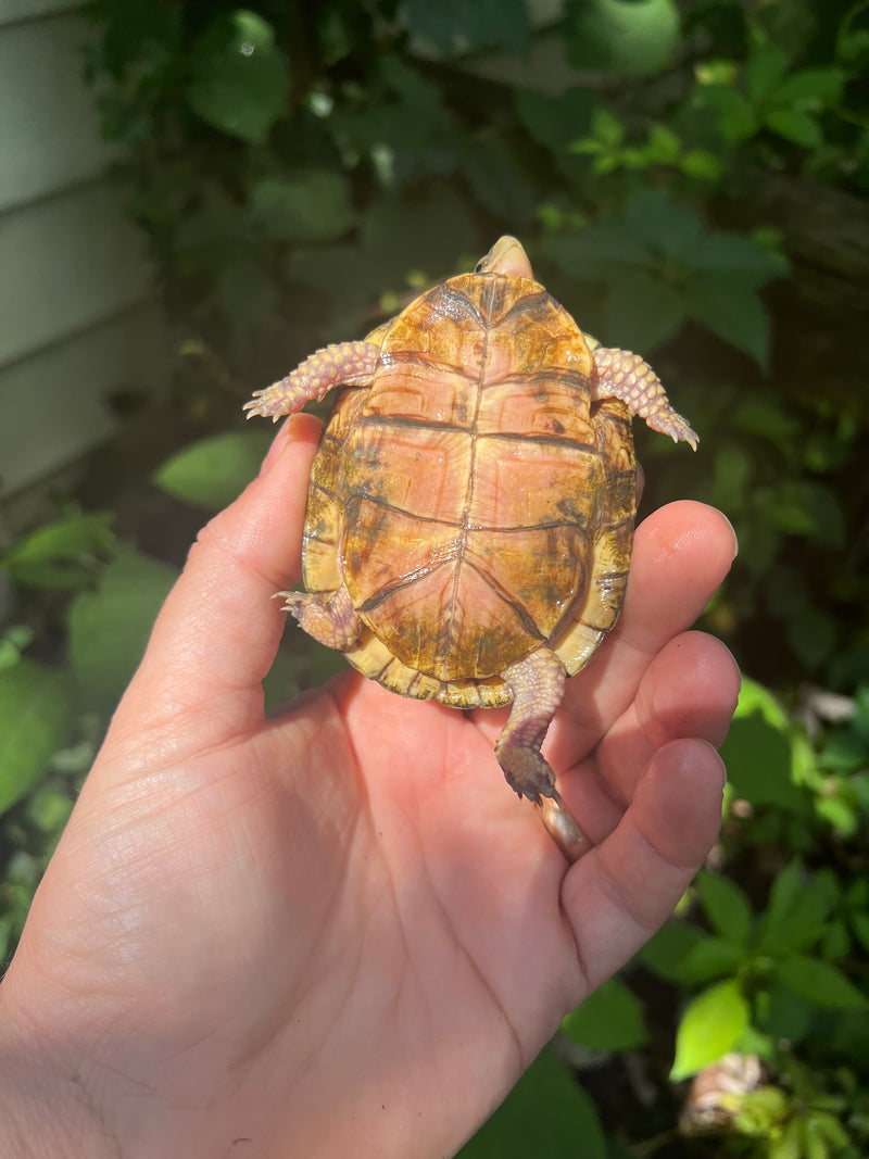 Florida Box Turtle 2021 Female
