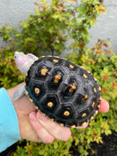 Ornate Diamondback Terrapin Female