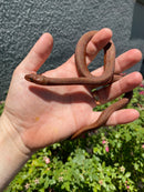 Red Salt Marsh Water Snake Adult Male