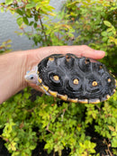 Ornate Diamondback Terrapin Female