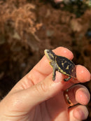 HI YELLOW Florida Box Turtle Baby