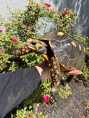 Red Foot Tortoise Adult Female