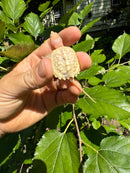 Paradox Albino Common Snapping Turtle