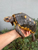 Red Foot Tortoise Adult Male