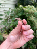 Giant Dalmatian Anole (Anolis sabanus)