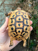 Jordanian Golden Greek Tortoise Female