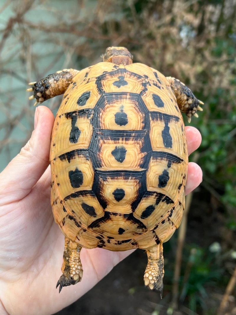 Jordanian Golden Greek Tortoise Female