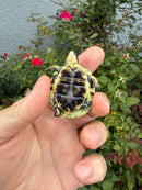HI YELLOW Florida Box Turtle