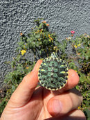 Pastel Clown Yellow Bellied Turtle 2026