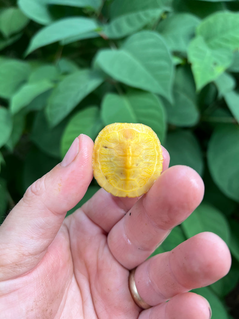 Paradox Albino Red Eared Slider Turtle  2024