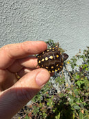 Hi Color Eastern Box Turtle Baby