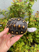 Ornate Diamondback Terrapin Female