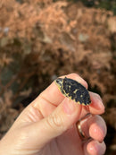 HI YELLOW Florida Box Turtle Baby