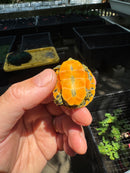 Orange Flame Baby Florida Red Bellied Turtle 2025