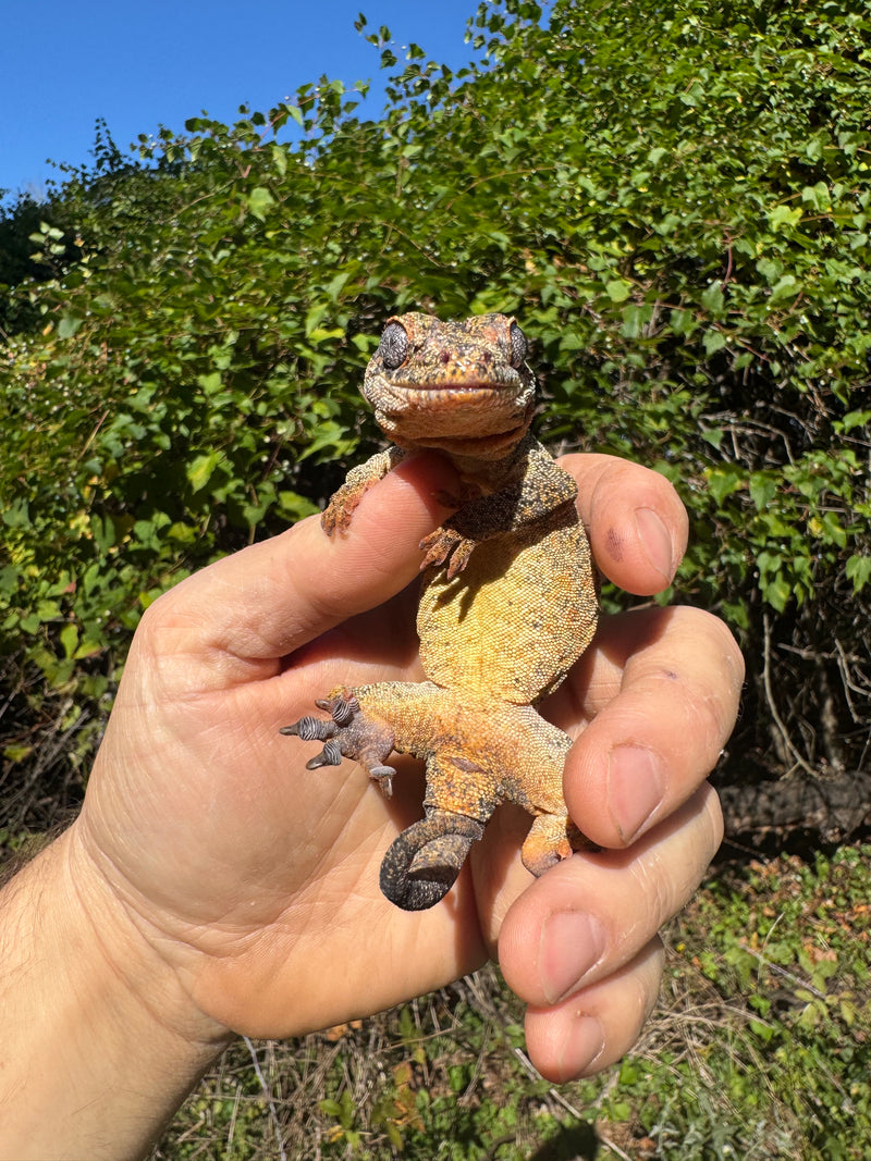 Gargoyle Gecko Adult Female