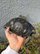 Burmese Black Mountain Tortoise Female