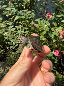 Indian Pink Ringed Tent Turtle