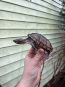 Pastel Common Musk Turtle Adult Female