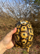 Libyan Greek Tortoise Adult Female