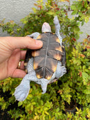 Ornate Diamondback Terrapin Male