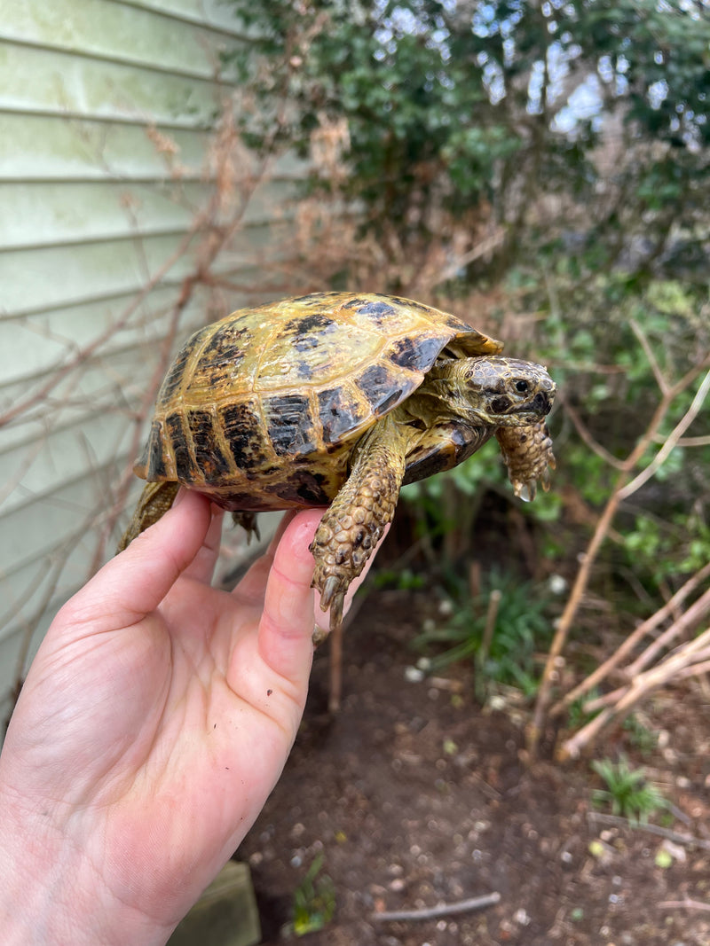 Russian Tortoise Adult 1.3  (Testudo horsfieldii)