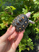 Ornate Diamondback Terrapin Female