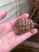 Syrian Golden Greek Tortoise 2023