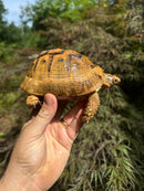 Syrian Golden Greek Tortoise Pair