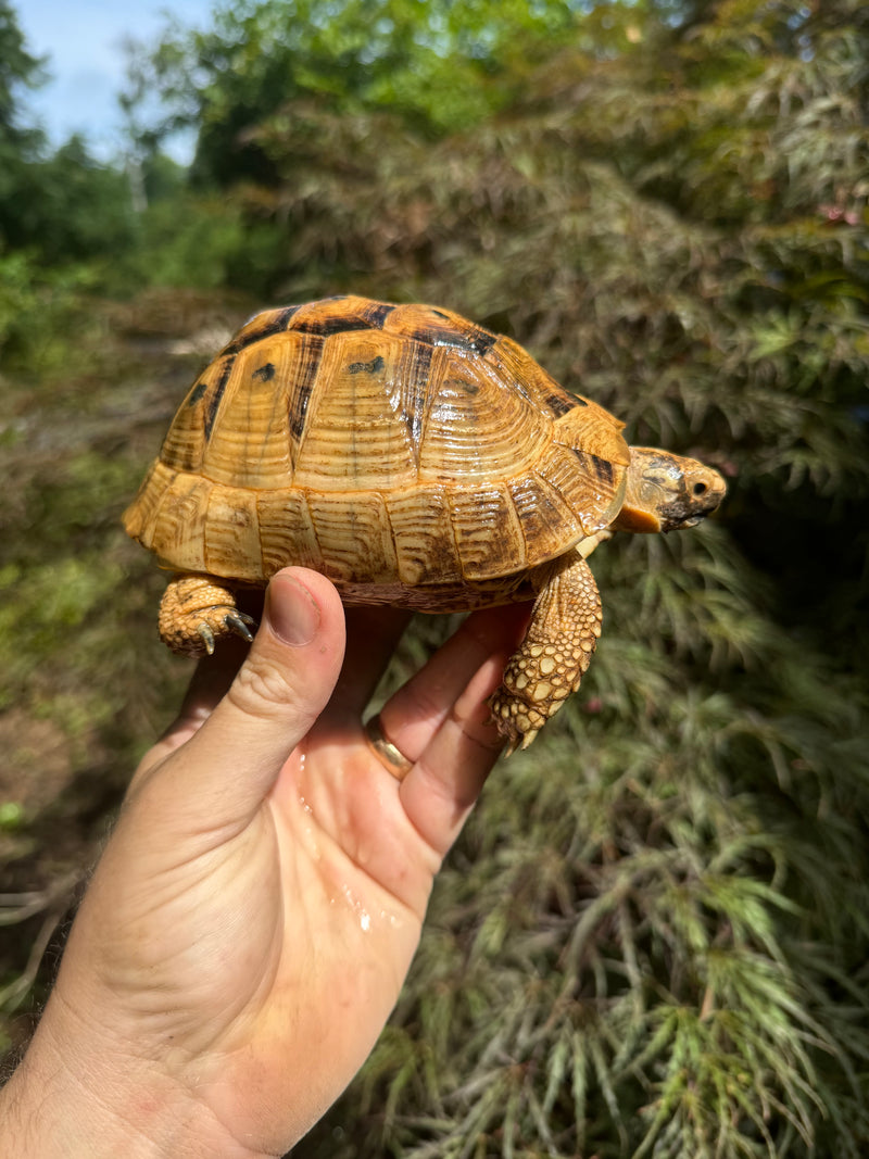 Syrian Golden Greek Tortoise Pair