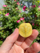 Albino Yellow Bellied Slider Turtle Female