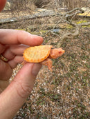Baby Albino Common Snapping Turtle Male