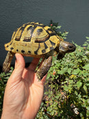 Eastern Hermann's Tortoise Adult Male
