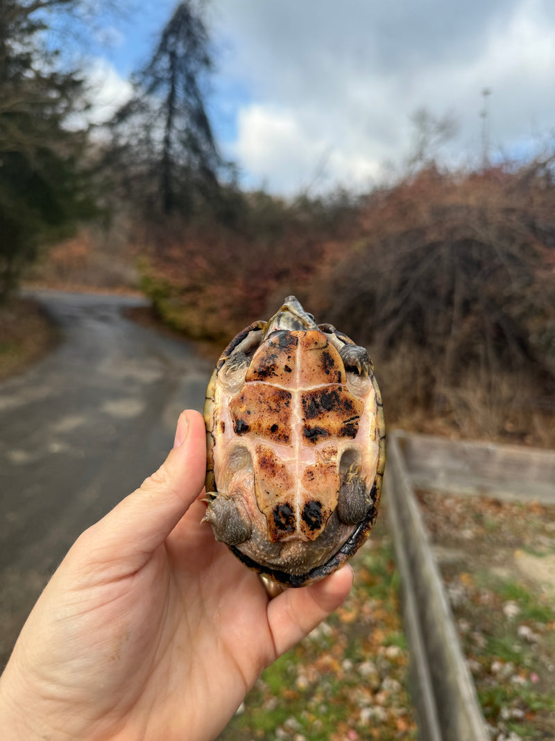 Stripe-necked Musk Turtle Adult Pair