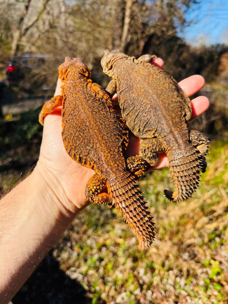 Super Red Niger Uromastyx Adult Pair