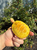 Albino Heiroglyphic River Cooter Turtle